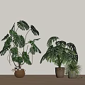 Indoor Decorative Potted Plants With Large And Small Green Leaves On Wooden Floor