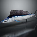 Sailfish With Deep Blue Dorsal Fin And Silver White Body On Dark Background With Reflection 3d model