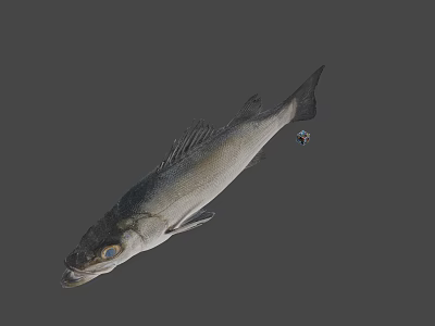 Whole Fresh Fish With Silver Scales And Glossy Skin Ready For Cooking 3d model