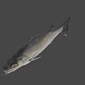 Whole Fresh Fish With Silver Scales And Glossy Skin Ready For Cooking