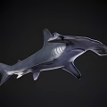 Hammerhead Shark 3D Model Swimming in Dark Background with Realistic Details