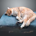 Orange Cat Sleeping Peacefully On Soft Blue Cushion In Calm Setting 3d model