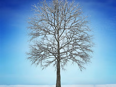 Bare Tree With Snow Covered Branches Against Clear Blue Sky And Snowy Ground 3d model