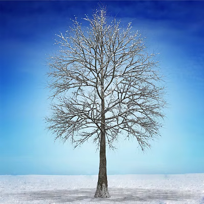 Bare Tree With Snow Covered Branches Against Clear Blue Sky And Snowy Ground 3d model