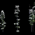 Various Bamboo Plants With Green Leaves And White Blooms In Different Heights