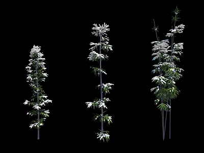 Various Bamboo Plants With Green Leaves And White Blooms In Different Heights 3d model