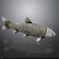 Realistic Silver Gray Fish with Scales and Fins on Gray Background with Reflection