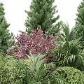 Tall Evergreen Arbor Trees With Purple Foliage And Palm Shrubs In Garden Landscape