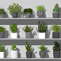 Potted Plants On Gray Shelves With Various Green Foliage And Gray White Pots