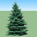 Two Lush Evergreen Trees With Dense Green Foliage And Symmetrical Shape Against White Background