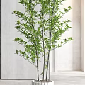 Indoor Bonsai Potted Plants in White Decorative Pots for Modern Home Interior