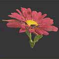 Vibrant Pink Flower with Yellow Center and Green Stem and Leaves on Gray Background