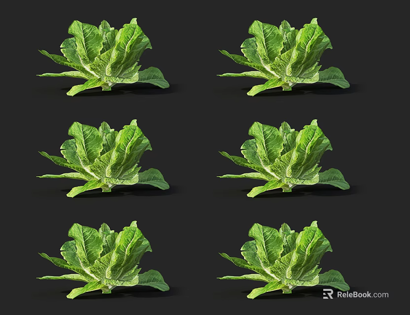 Fresh Green Lettuce Vegetables Multiple Displays with Clear Details on Black Background 3d model 