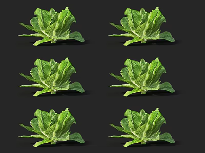 Fresh Green Lettuce Vegetables Multiple Displays with Clear Details on Black Background 3d model