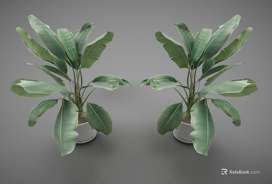 Two Green Potted Plants With Large Leaves In White Pots 3d model 