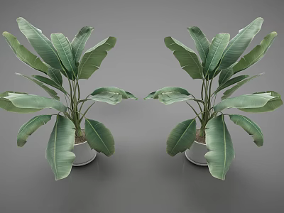 Two Green Potted Plants With Large Leaves In White Pots 3d model