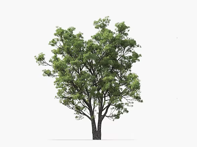 Vibrant Lush Arbor With Green Leaves Strong Trunk And Thick Branches 3d model