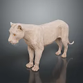 Low Poly White Lion Model Standing On Dark Background With Reflection