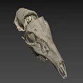 Animal Skull Detailed Skeletal Structure With Eye Socket And Teeth On Dark Background