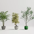 Potted Bonsai Plants With Three Different Leafy Varieties And Colored Decorative Pots 3d model