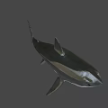 Realistic Great White Shark 3D Model With Open Mouth And Sharp Teeth 3d model