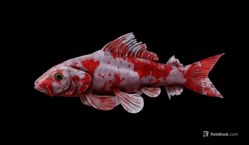 Vibrant Red And White Koi Fish With Distinct Color Patterns And Scales 3d model 