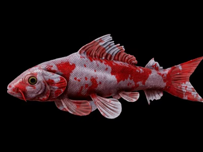 Vibrant Red And White Koi Fish With Distinct Color Patterns And Scales 3d model