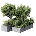 Lush Green Shrubs in Square Gray Planters with Surrounding Green Plants