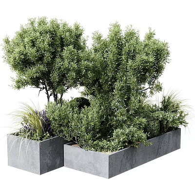 Lush Green Shrubs in Square Gray Planters with Surrounding Green Plants 3d model