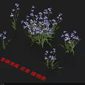 Sweet Iris Flowers And Plants With Beautiful Blooms And Green Leaves