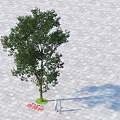 Camphor Tree With Lush Green Leaves Standing On Paved Ground Casting Shadow 3d model