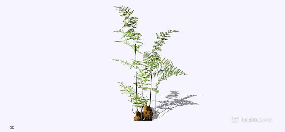Lush Green Fern Shrubs With Long Stems Fronds And Brown Roots Casting Shadows 3d model 