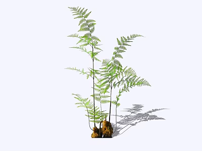 Lush Green Fern Shrubs With Long Stems Fronds And Brown Roots Casting Shadows 3d model