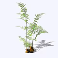 Lush Green Fern Shrubs With Long Stems Fronds And Brown Roots Casting Shadows