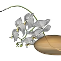 Elegant White Orchids in Golden Oval Vase on Light Colored Background 3d model