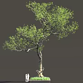 Tall Arbor With Curved Trunk Green Foliage And Two People Standing Nearby