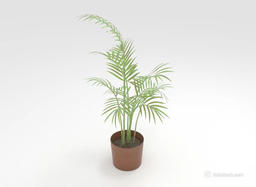 Green Tropical Plant With Feathery Leaves In Brown Pot On White Background 3d model 