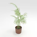 Green Tropical Plant With Feathery Leaves In Brown Pot On White Background
