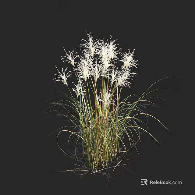 White Feathery Ornamental Grass With Green Stems And Slender Leaves For Garden Landscaping Outdoor Decoration 3d model 