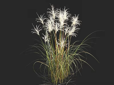 White Feathery Ornamental Grass With Green Stems And Slender Leaves For Garden Landscaping Outdoor Decoration 3d model