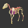 Medical Device Horse Skeleton Model with Detailed Anatomical Structure for Veterinary Education