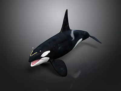 Black And White Orca Whale With Open Mouth And Dorsal Fin Swimming Posture 3d model