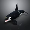 Black And White Orca Whale With Open Mouth And Dorsal Fin Swimming Posture