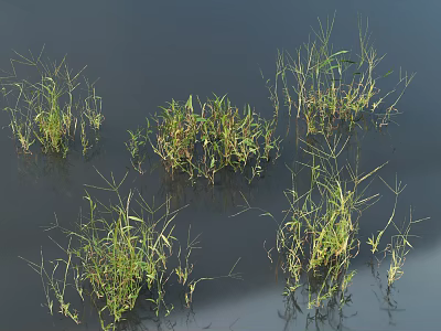 Green Shrubs Growing in Calm Water With Long Leaves and Thin Stems 3d model