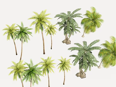 Green Palm Trees Collection With Various Sizes And Lush Foliage 3d model