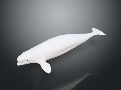 White Beluga Whale Isolated on Dark Background Marine Life Illustration 3d model