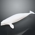 White Beluga Whale Isolated on Dark Background Marine Life Illustration