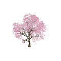 Beautiful Ornamental Tree With Lush Pink Blossoms Against Black Background
