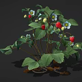 Fresh Strawberry Plant with Green Leaves White Flowers Red and Yellow Ripe Fruits