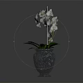 Elegant White Orchid Plant With Green Leaves In Black Glass Vase